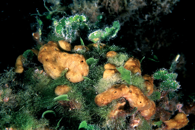 Chondrilla nucula